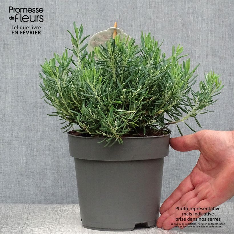 Ejemplar de Andromède à feuilles de Podium - Andromeda polifolia Compacta Pot de 2L/3L entregado en otoño