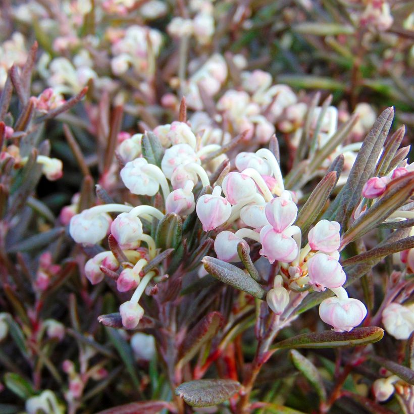 Andromeda polifolia Blue Ice - Romero de pantano (Floración)