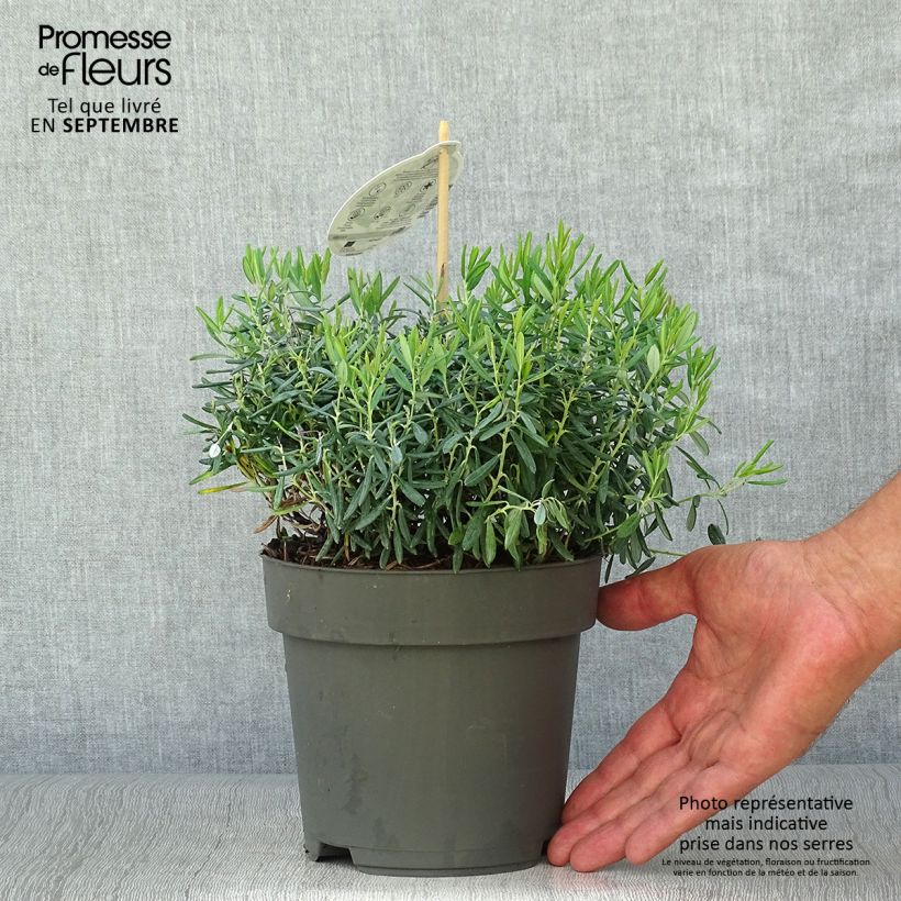 Ejemplar de Andromède à feuilles de Polium - Andromeda polifolia Blue Ice en pot de 4L/5L entregado en otoño