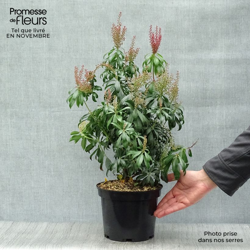 Ejemplar de Andromède du Japon - Pieris Bonfire Pot de 3L/4L entregado en otoño