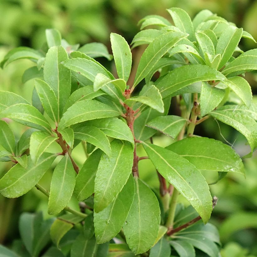 Pieris japonica Bonfire - Andrómeda (Follaje)