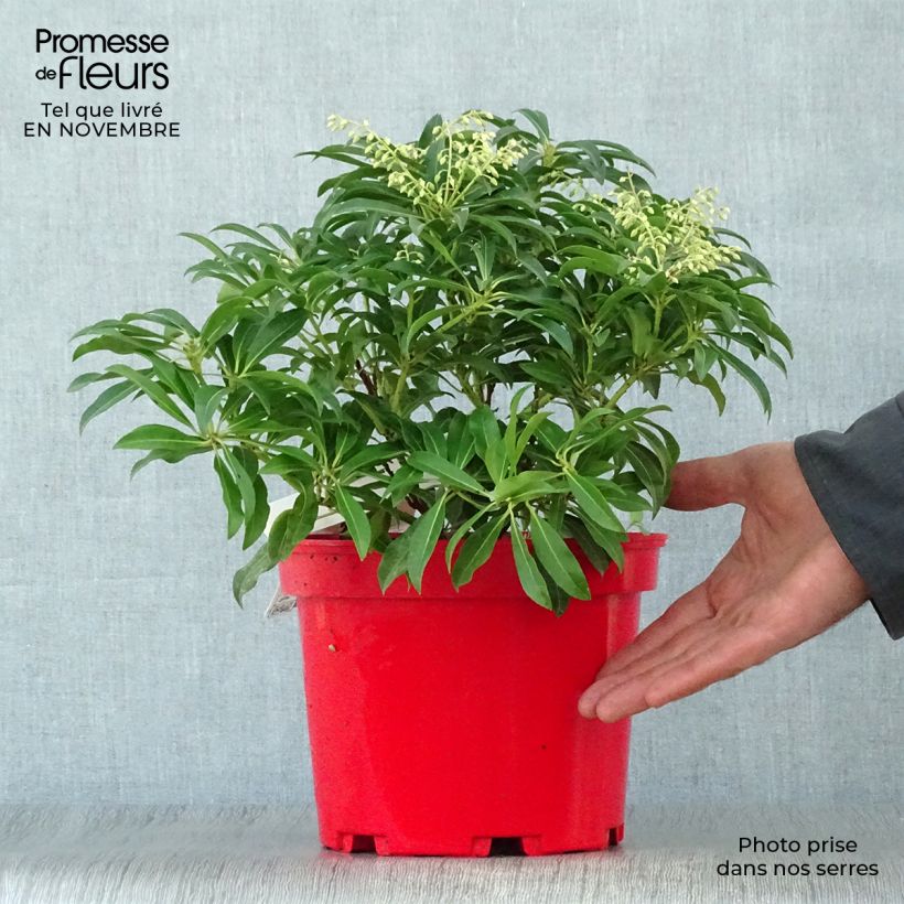 Ejemplar de Andromède du Japon - Pieris Forest Flame en pot de 2L/3L entregado en otoño