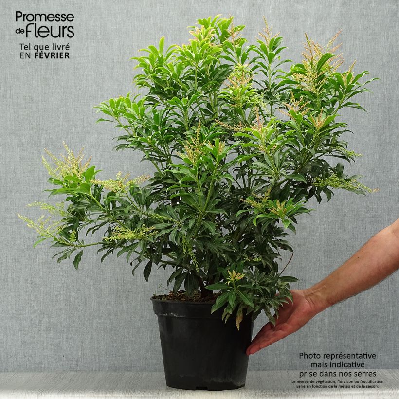 Ejemplar de Andromède du Japon - Pieris Forest Flame en pot de 6L/7L. entregado en otoño