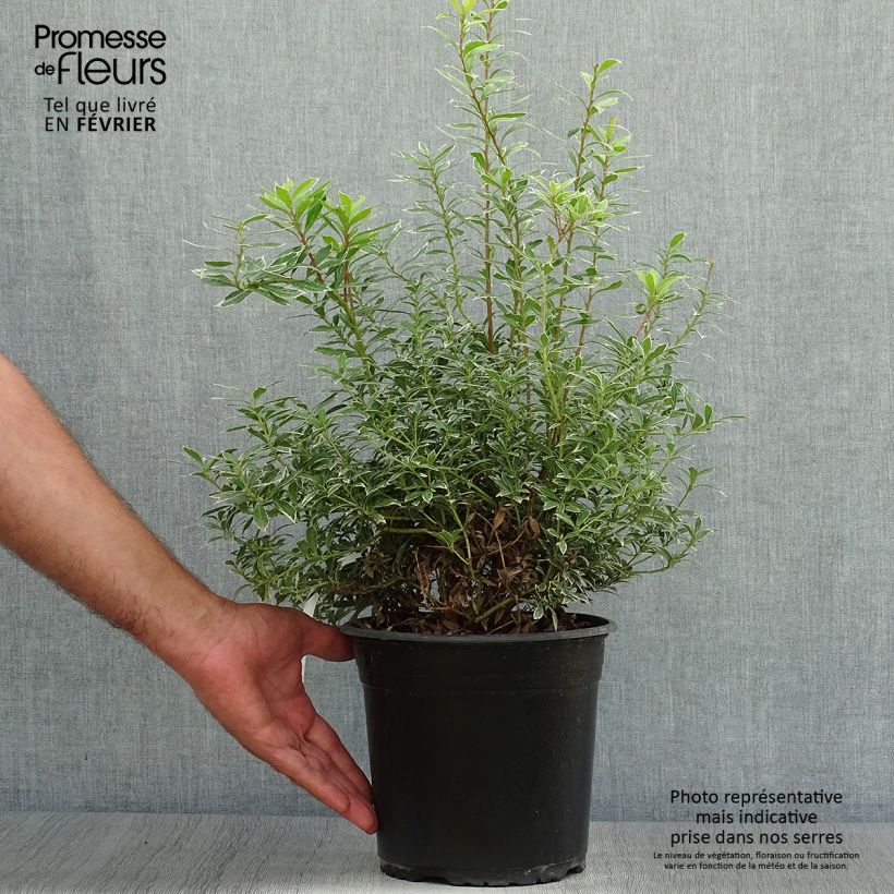 Ejemplar de Andromède du Japon - Pieris japonica Little Goldy Pot de 4L/5L entregado en otoño