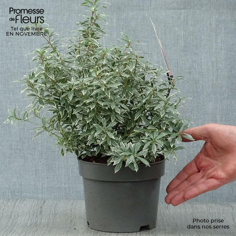 Ejemplar de Andromède du Japon - Pieris japonica Little Heath en pot de 2/3L entregado en otoño