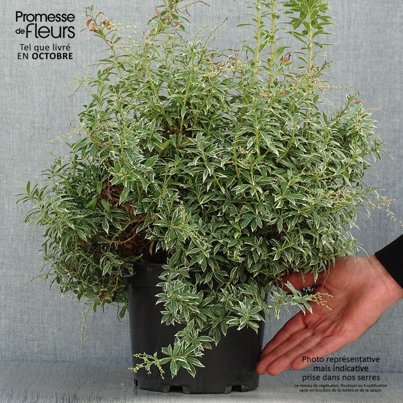 Ejemplar de Andromède du Japon - Pieris japonica Little Heath en pot de 4L/5L entregado en otoño