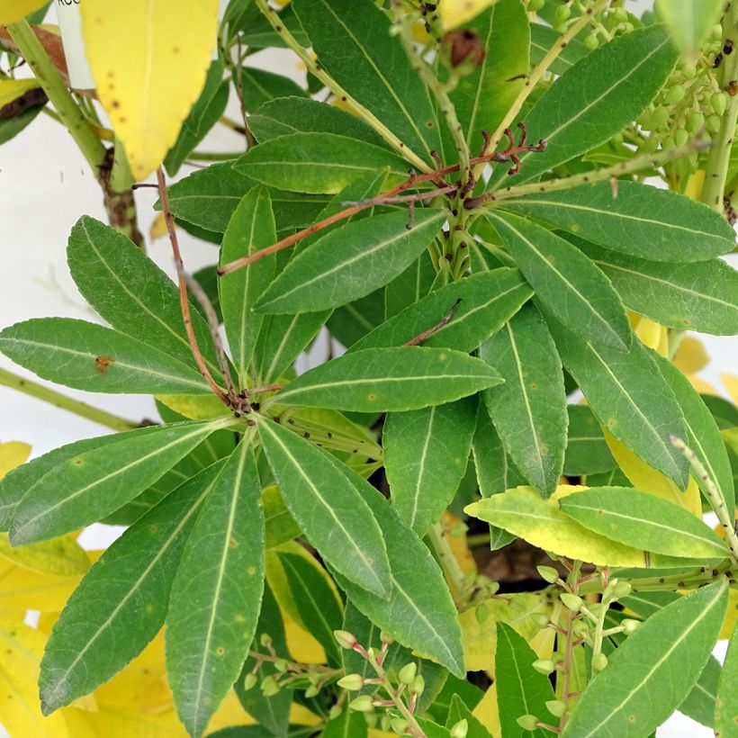 Pieris japonica Purity - Andrómeda (Follaje)