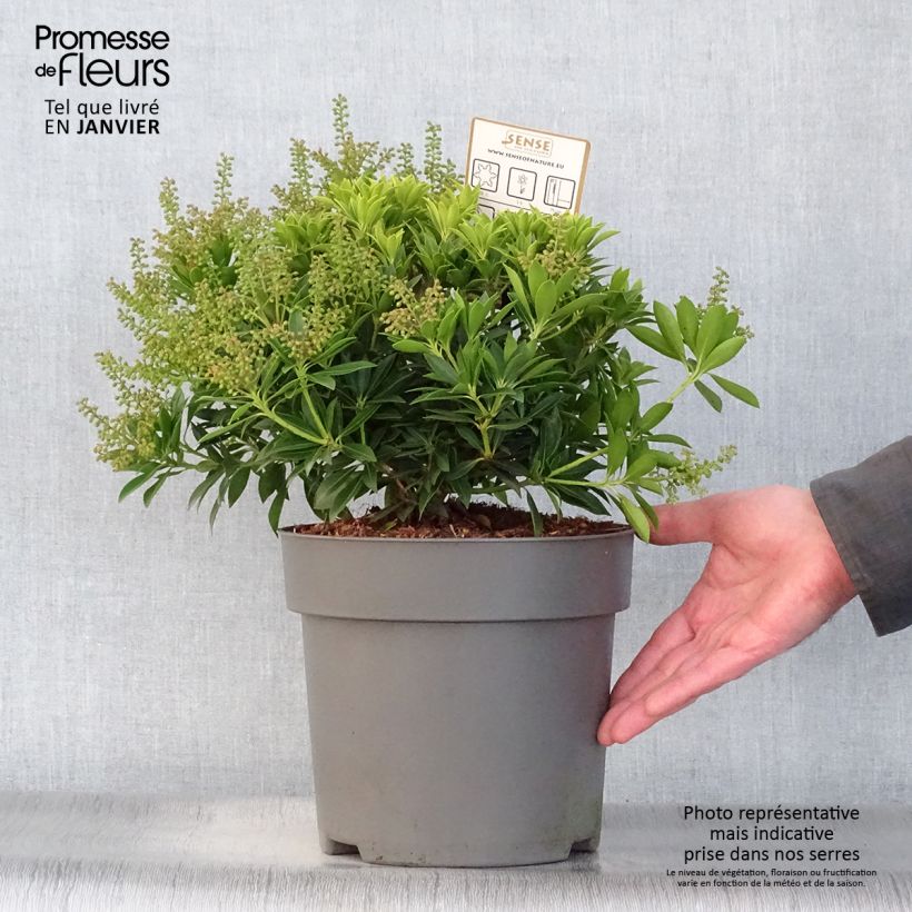 Andromède du Japon - Pieris japonica Purity Pot de 3L/4L Ejemplar entregado en invierno