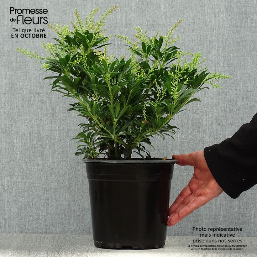 Ejemplar de Andromède du Japon - Pieris japonica Purity Pot de 3L/4L entregado en otoño