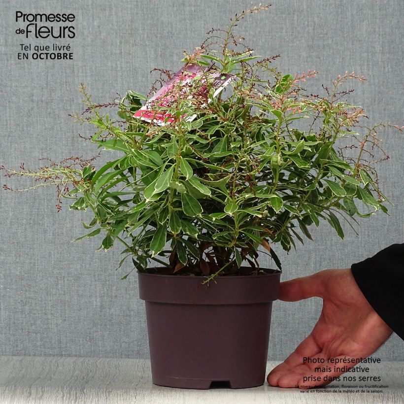 Ejemplar de Andromède du Japon - Pieris japonica Ralto Rose ('Opstal10'PBR)  Pot de 2L/3L entregado en otoño