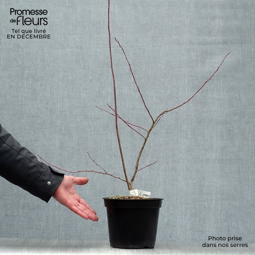 Andromède en arbre - Oxydendron arboreum Pot de 4L/5L Ejemplar entregado en invierno