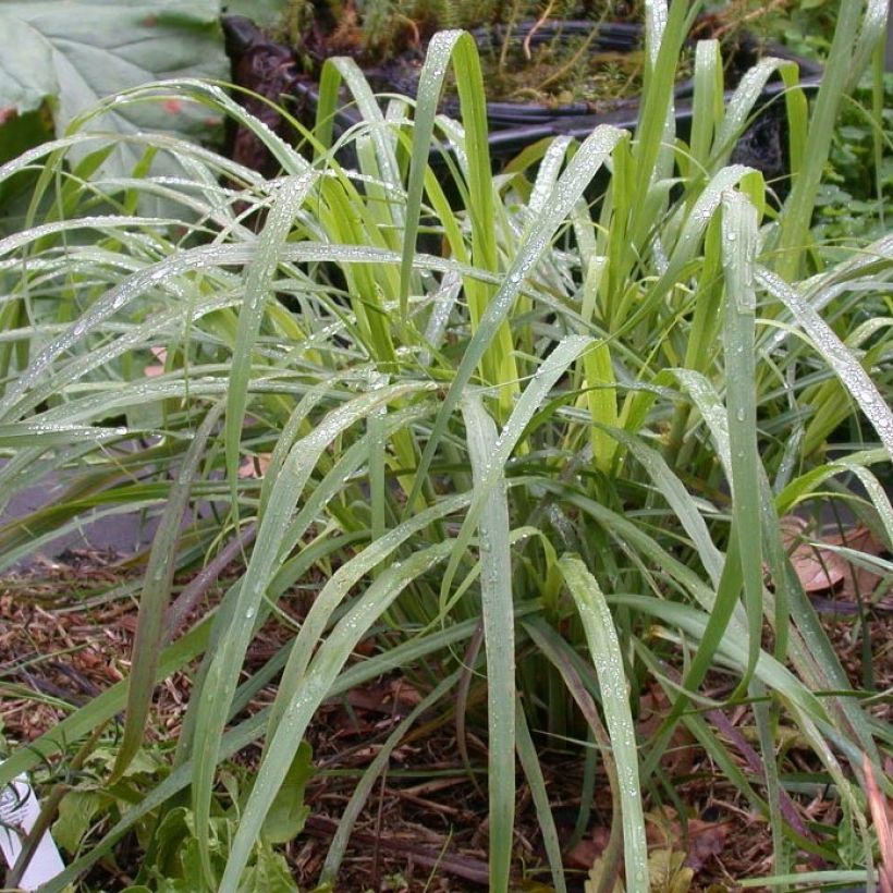 Limonaria - Cymbopogon citratus (Follaje)