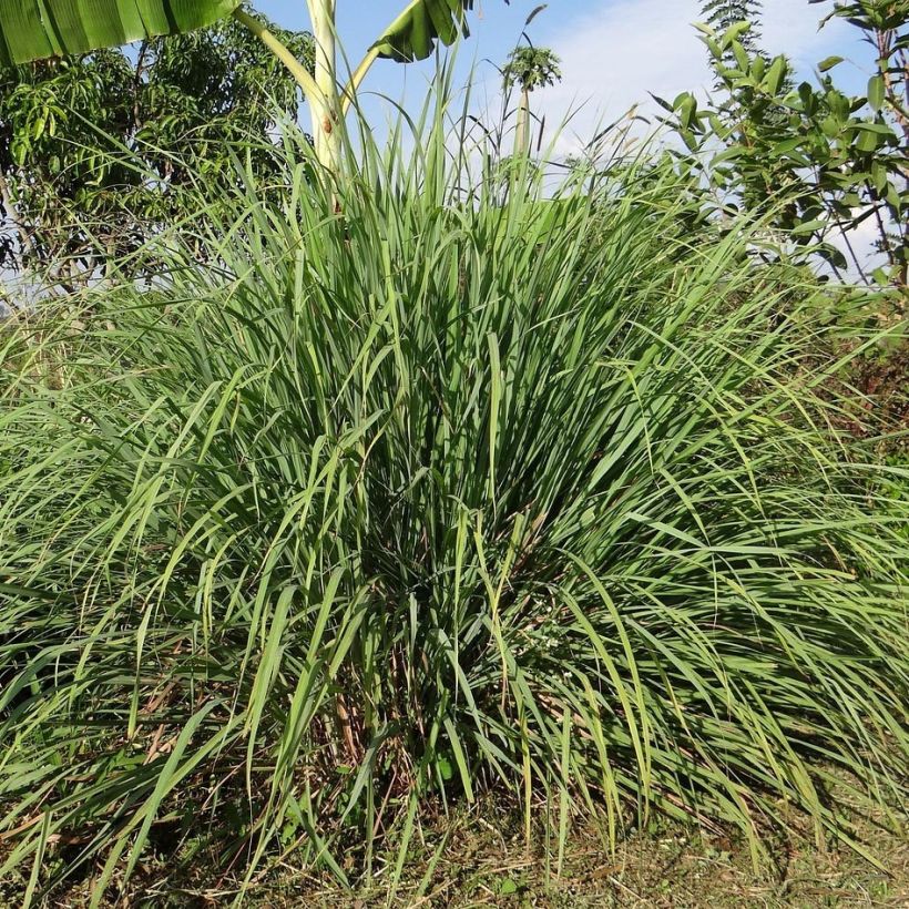 Limonaria - Cymbopogon citratus (Porte)