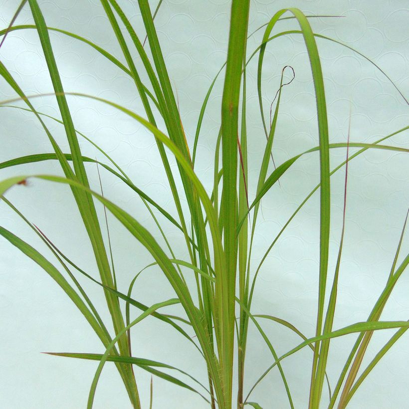 Andropogon gerardii Prairie Sommer (Follaje)