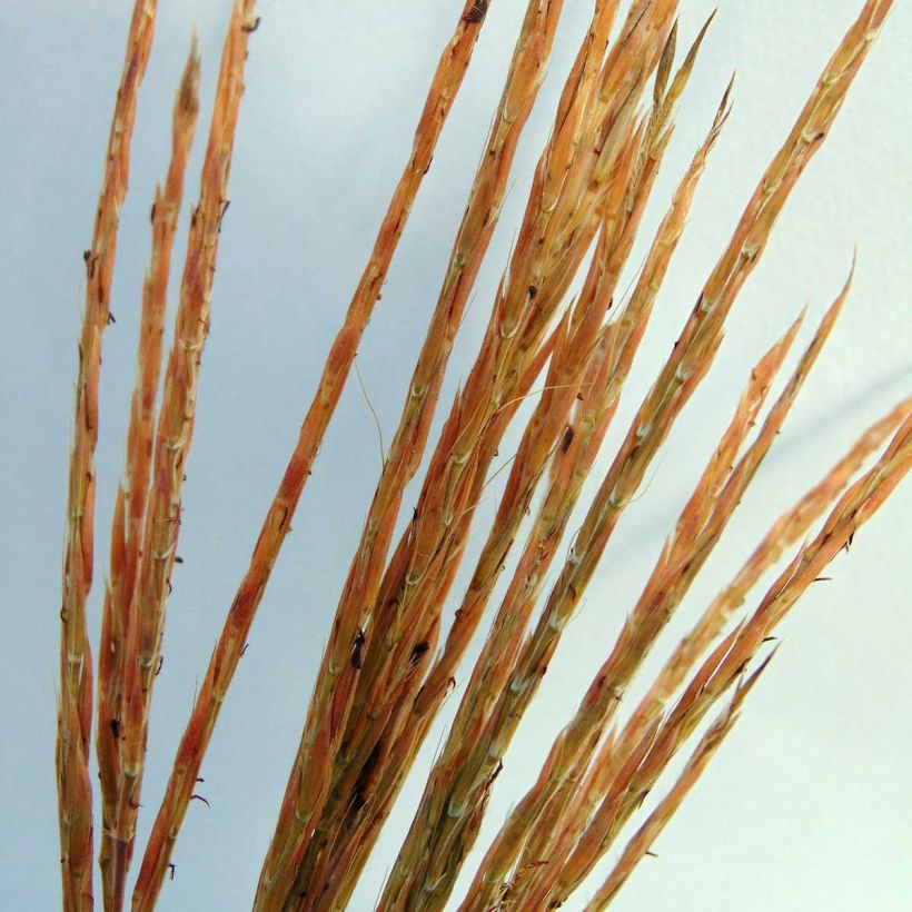 Andropogon gerardii Prairie Sommer (Floración)