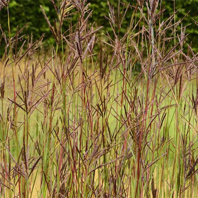 Andropogon hallii Purple Konza (Floración)