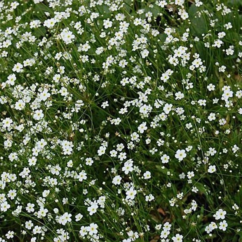 Androsace septentrionalis Star Dust (Floración)