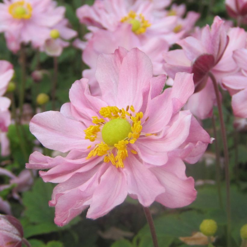 Anemone hupehensis Fantasy Pocahontas - Anémona del Japón (Floración)