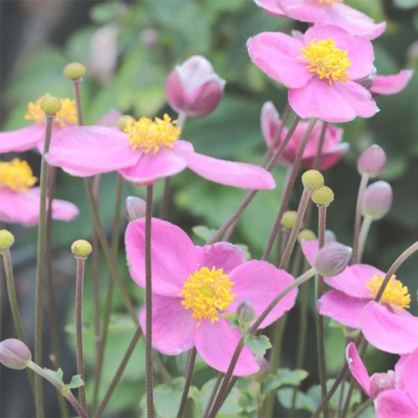 Anemone Little Summer Breeze (Floración)