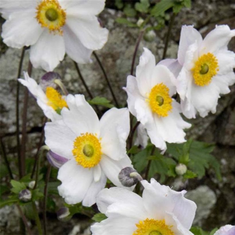 Anemone Ruffled Swan (Floración)