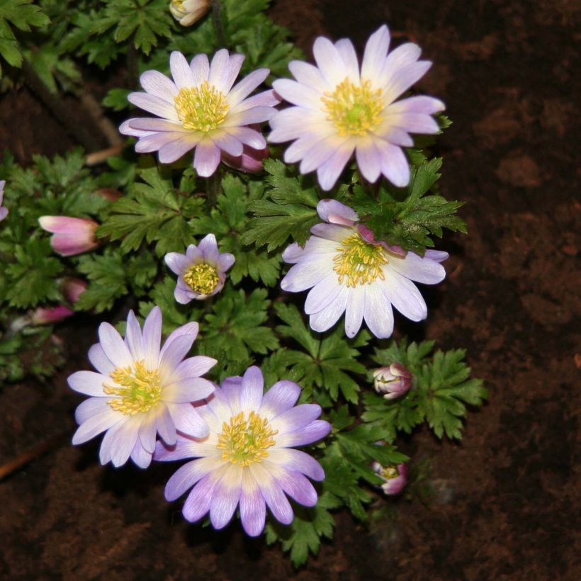 Anemone blanda Blue Splendour (Floración)