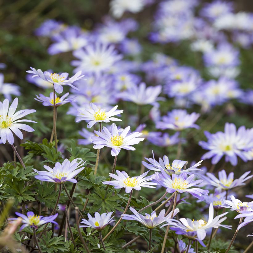 Anemone blanda Blue Splendour (Porte)