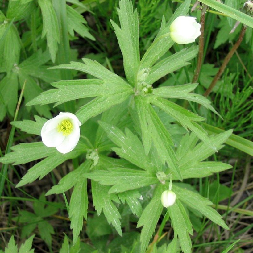 Anemone canadensis - Anémona de Canadá (Follaje)