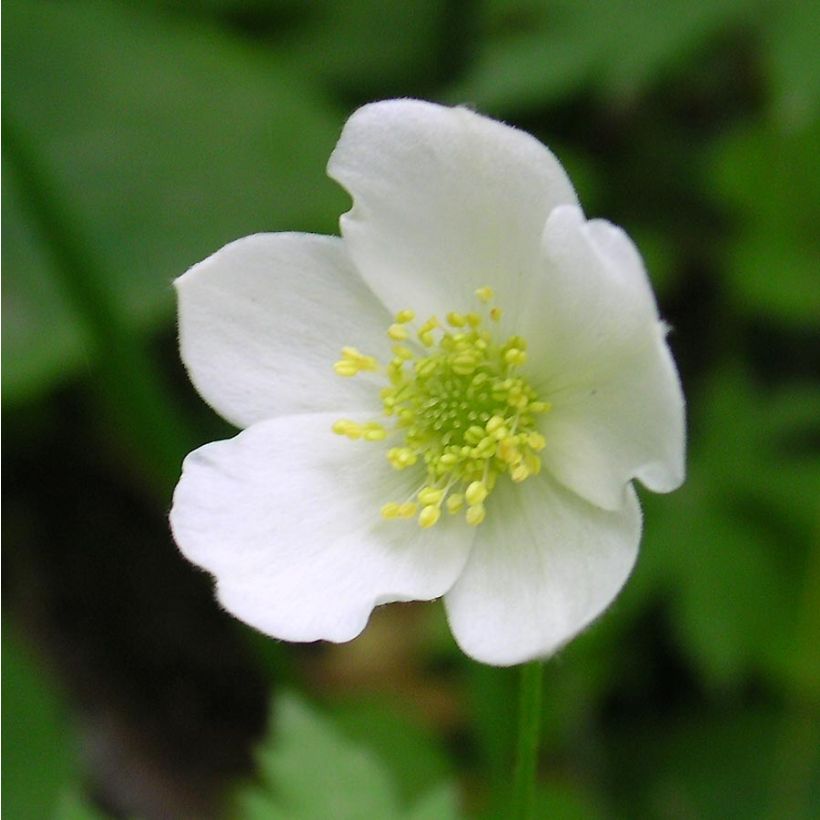 Anemone canadensis - Anémona de Canadá (Floración)