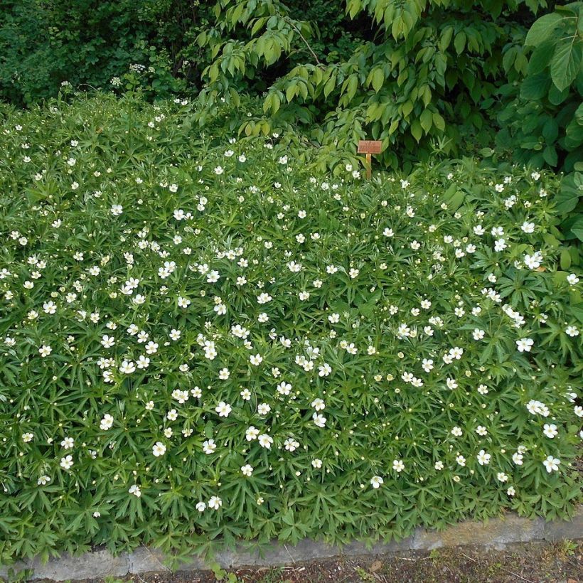 Anemone canadensis - Anémona de Canadá (Porte)