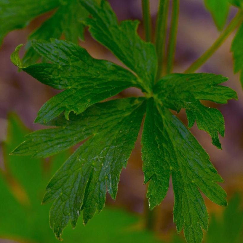 Anemone cylindrica (Follaje)