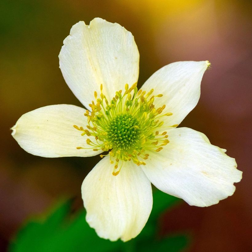 Anemone cylindrica (Floración)