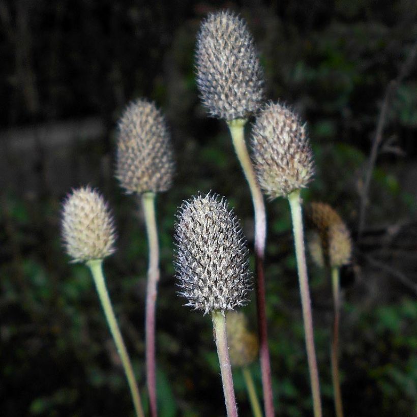 Anemone cylindrica (Cosecha)