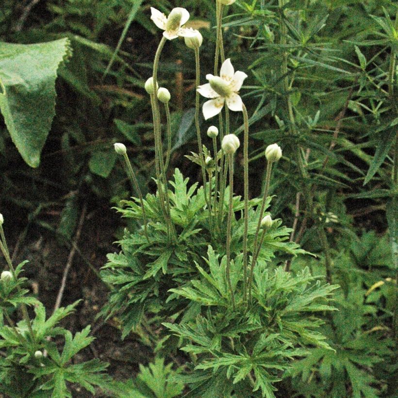 Anemone cylindrica (Porte)