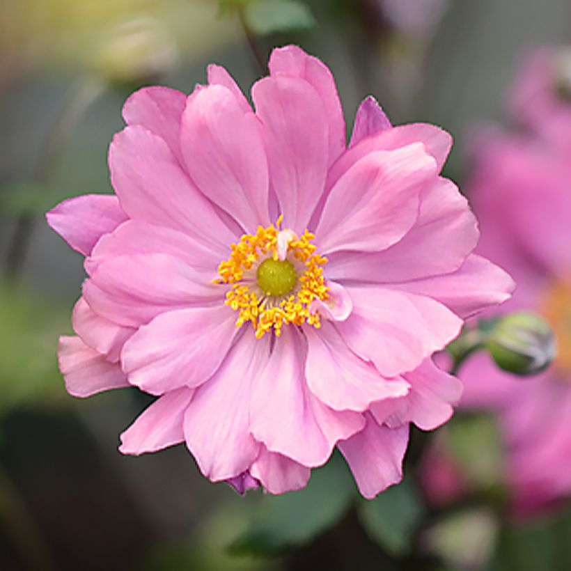 Anemone hupehensis Crispa - Anémona del Japón (Floración)