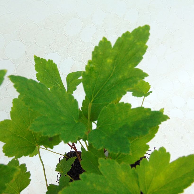 Anemone hupehensis Prinz Heinrich - Anémona del Japón (Follaje)