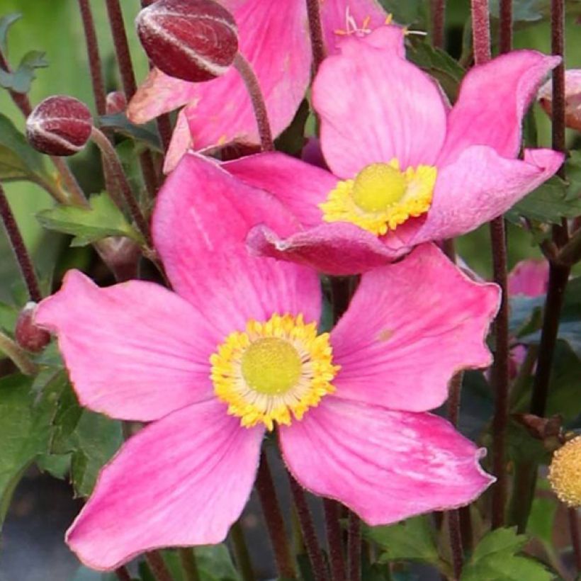 Anemone Satin Doll Rosé (Floración)