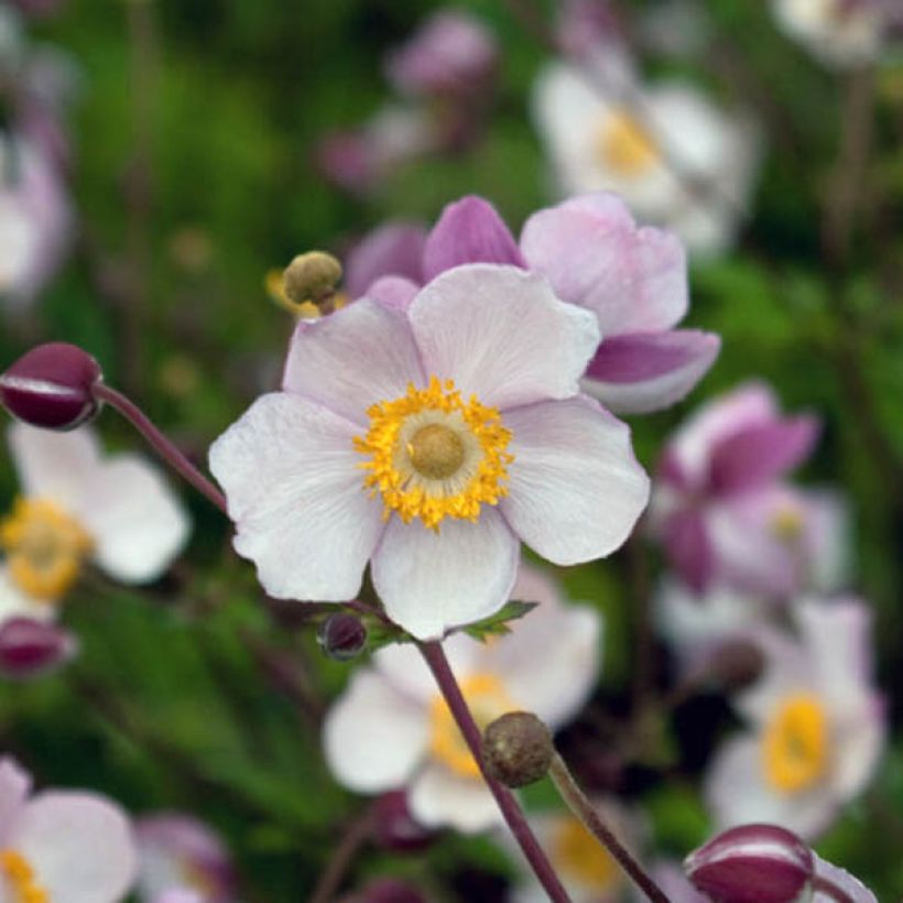 Anemone Hadspen Abundance (Floración)