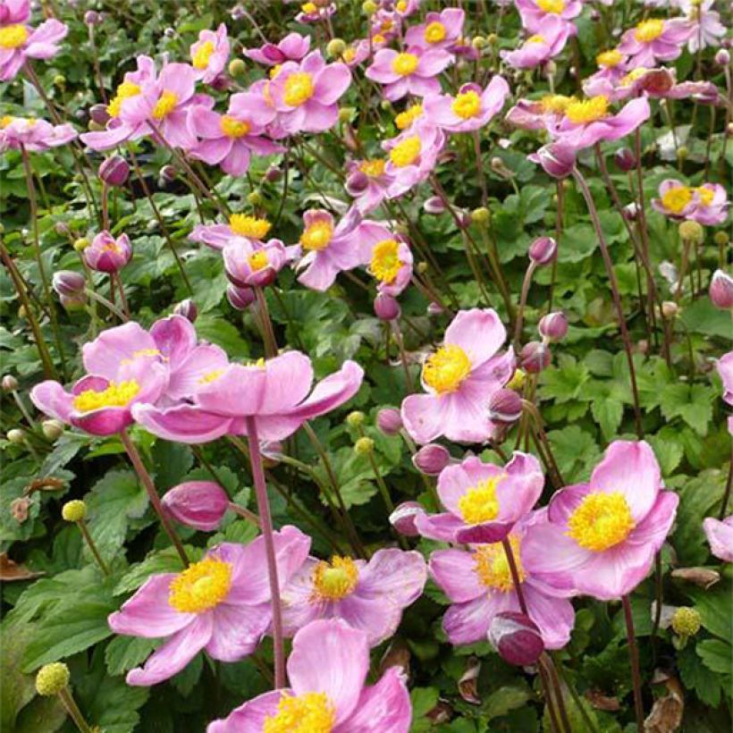 Anemone Fantasy Cinderella (Floración)