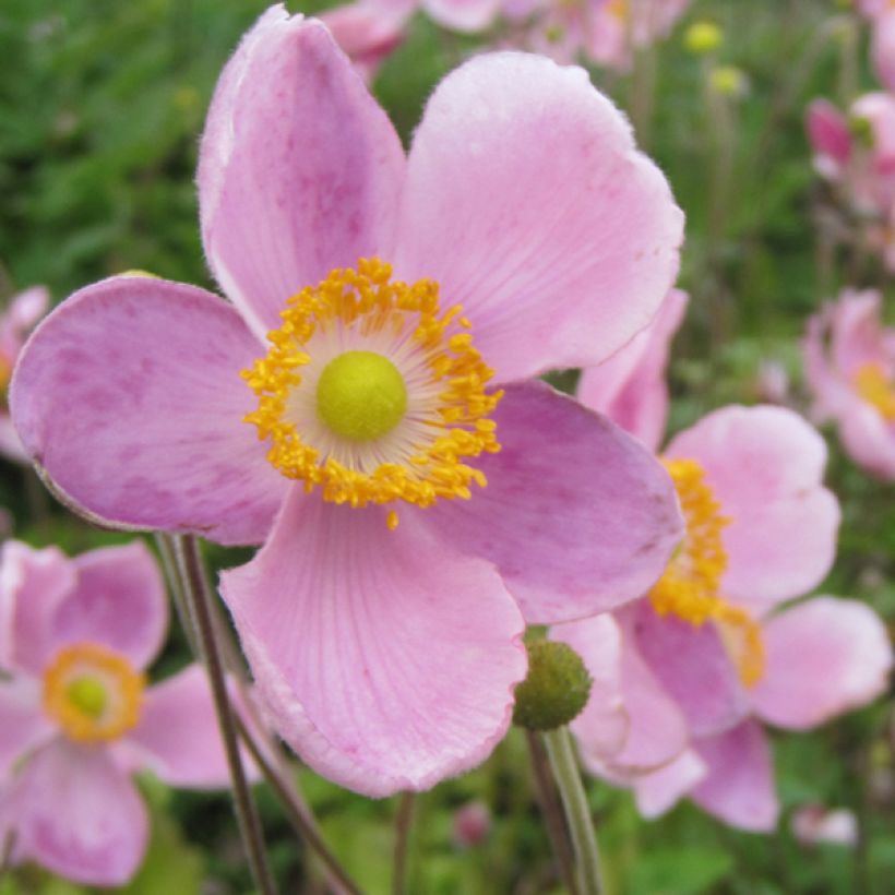 Anemone hupehensis Little Princess - Anémona del Japón (Floración)