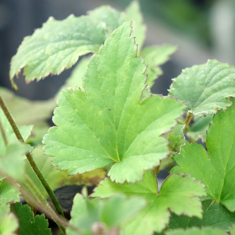 Anemone hupehensis Praecox - Anémona del Japón (Follaje)