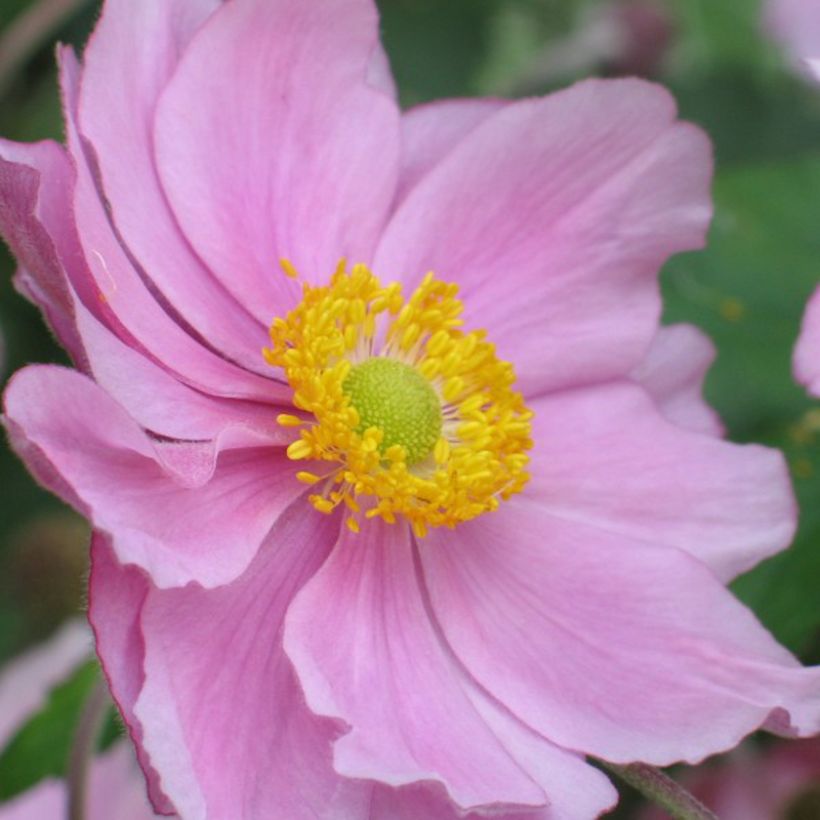 Anemone hybrida Rubra Plena (Floración)