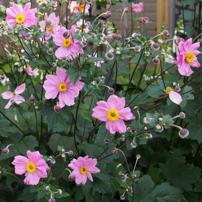 Anemone hybrida Rubra Plena (Porte)