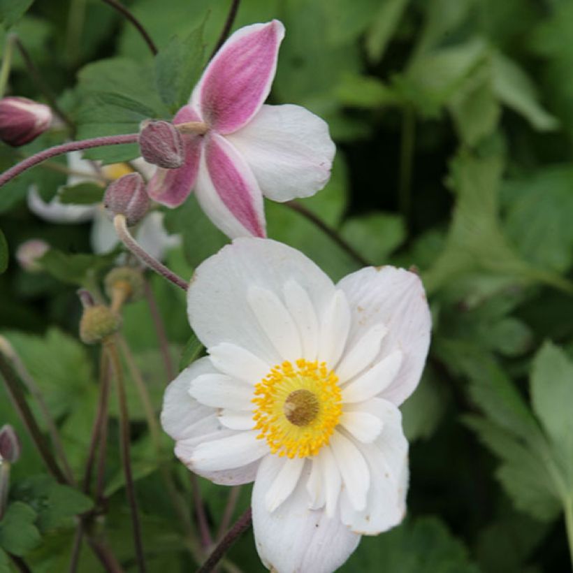 Anemone Dainty Swan (Floración)