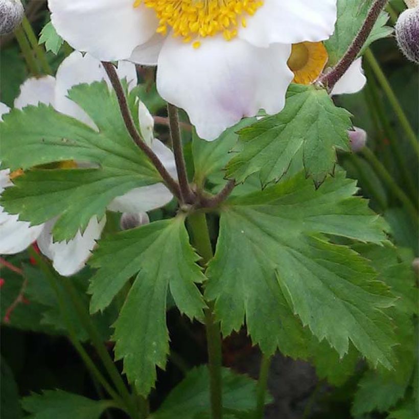 Anemone Elfin Swan (Follaje)