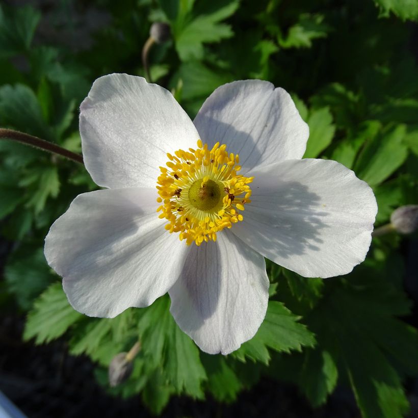 Anemone Elfin Swan (Floración)