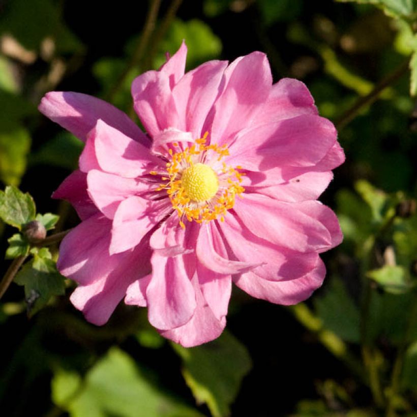 Anemone Margarete (Floración)