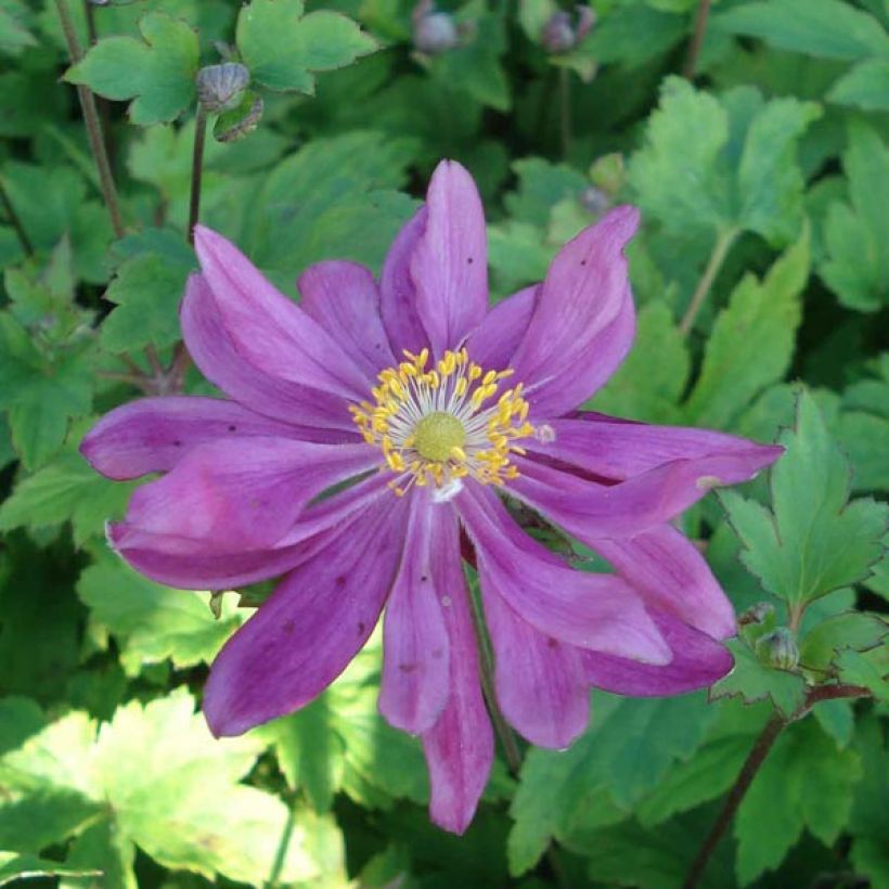 Anemone Bressingham Glow (Floración)