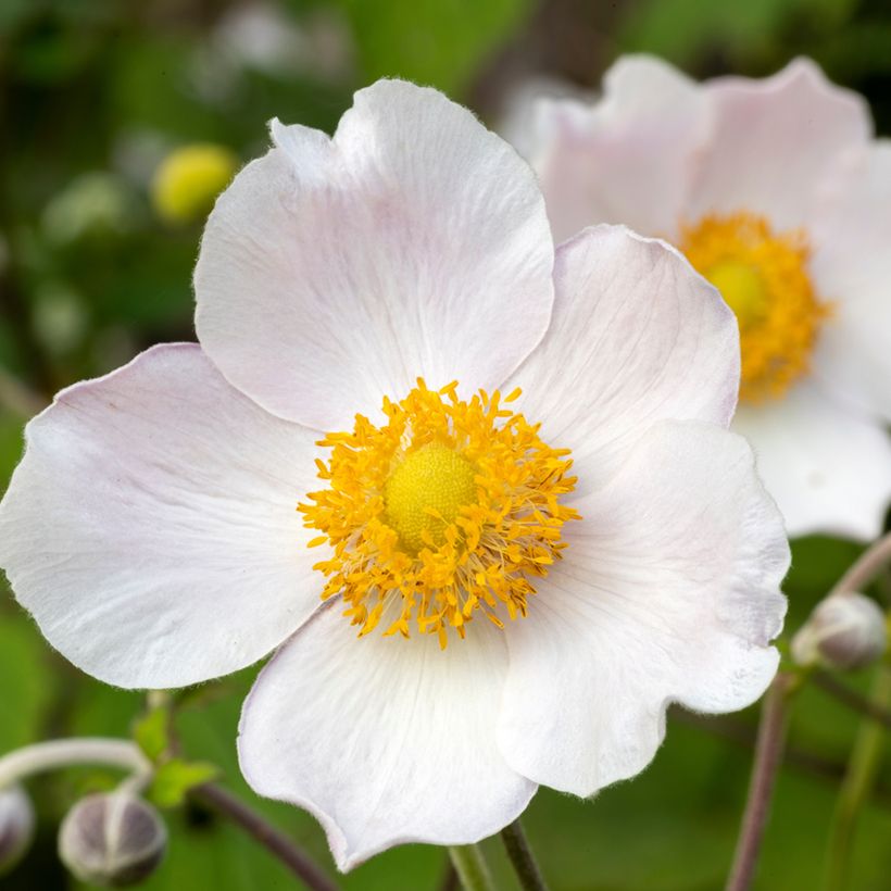 Anemone Regal Swan (Floración)