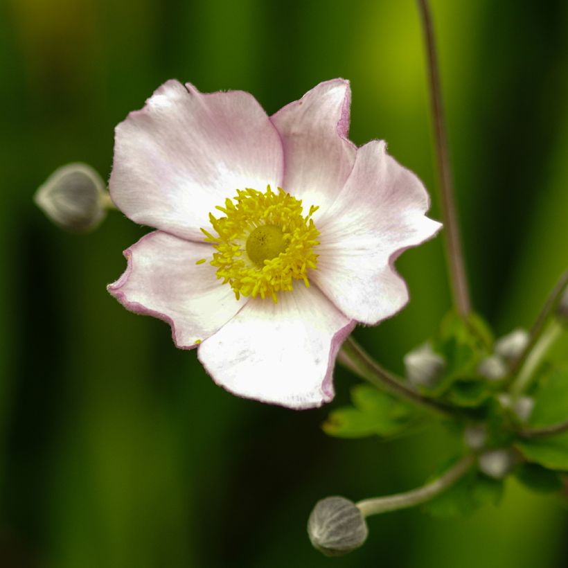 Anemone tomentosa Robustissima (Floración)