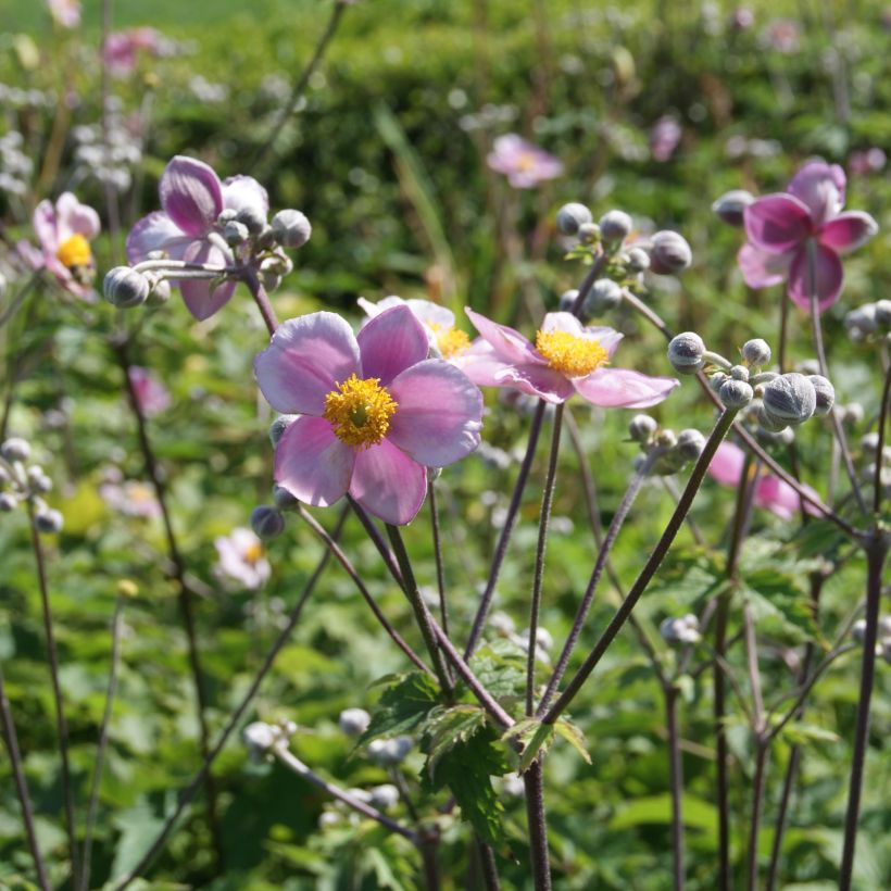 Anemone tomentosa Robustissima (Porte)